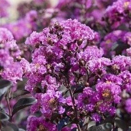 Black Diamond® Purely Purple™ Crape Myrtle - Image 3