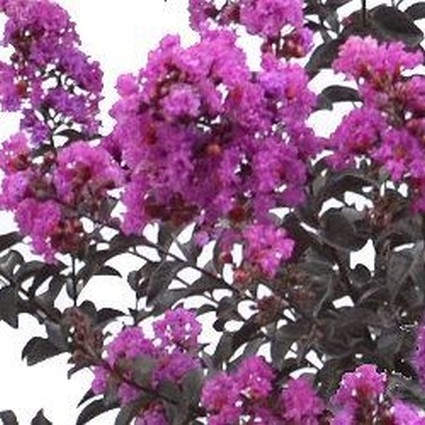 Black Diamond® Purely Purple™ Crape Myrtle - Image 5