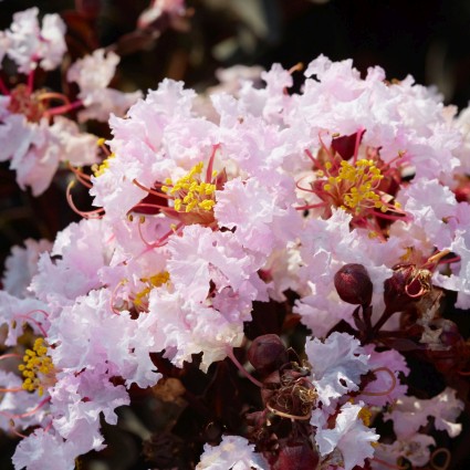 Black Diamond® Blush™ Crape Myrtle