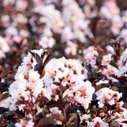 Black Diamond® Blush™ Crape Myrtle - Image 3
