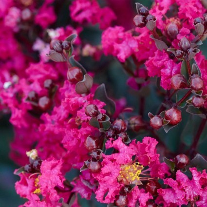 Black Diamond® Mystic Magenta™ Crape Myrtle