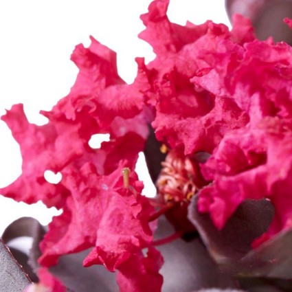 Black Diamond® Mystic Magenta™ Crape Myrtle - Image 3