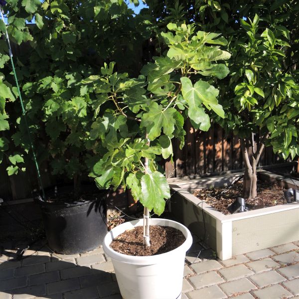 Black Jack Fig Tree - Image 3