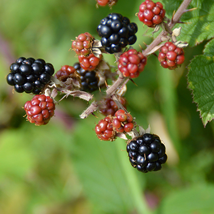 Triple Crown Thornless Blackberry