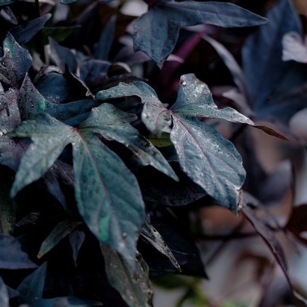 Blackie Sweet Potato Vine - Image 3