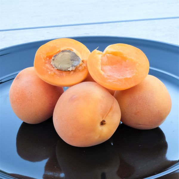 Blenheim Apricot Tree - Image 5