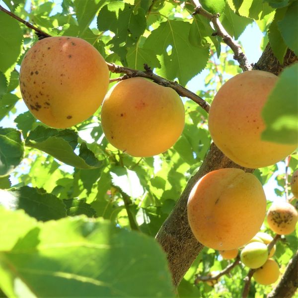 Blenheim Apricot Tree - Image 4