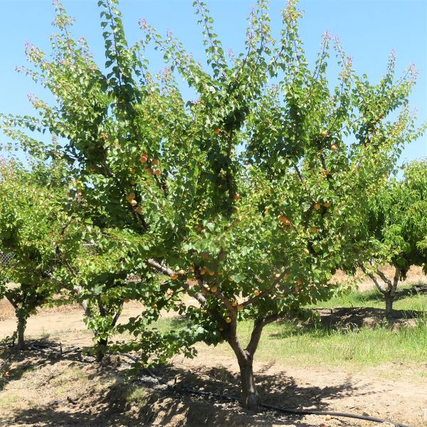 Blenheim Apricot Tree - Image 3