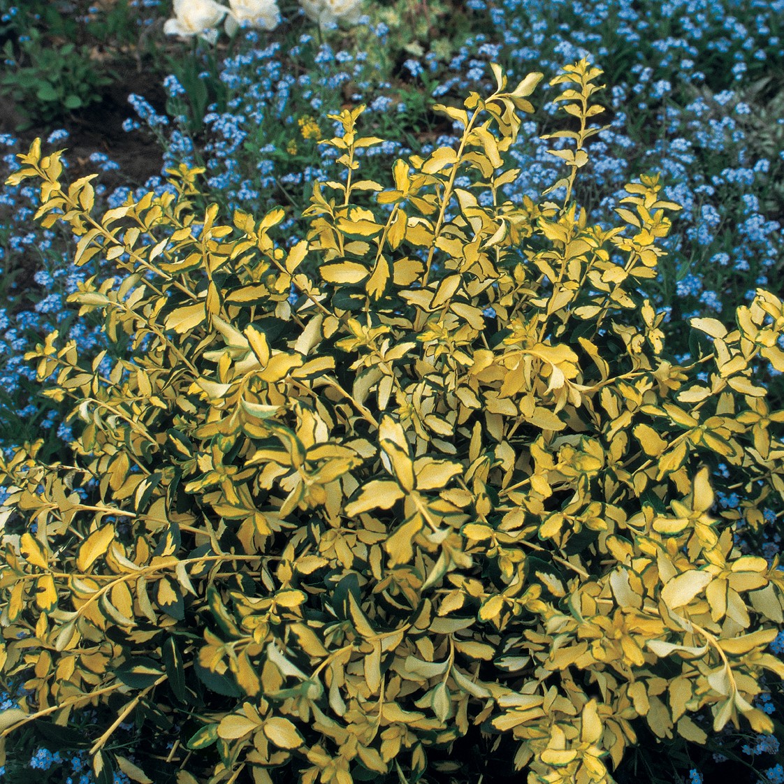 Blondy® Euonymus