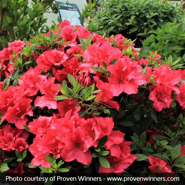 Bloom-A-Thon® Red Reblooming Azalea