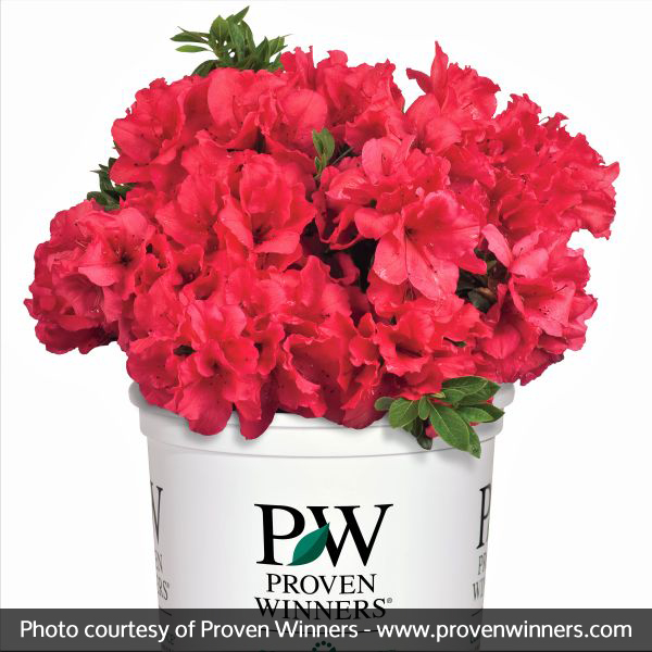 Bloom-A-Thon® Red Reblooming Azalea - Image 5