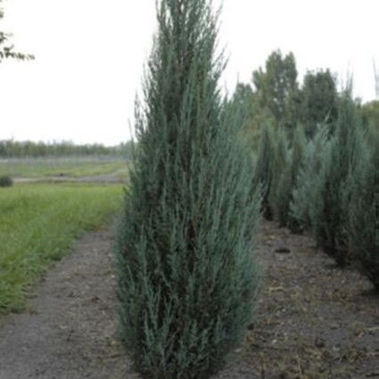 Blue Arrow Juniper - Image 4