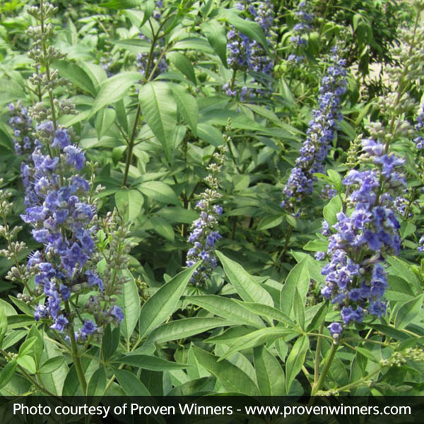 Blue Diddley® Chaste Tree - Image 4