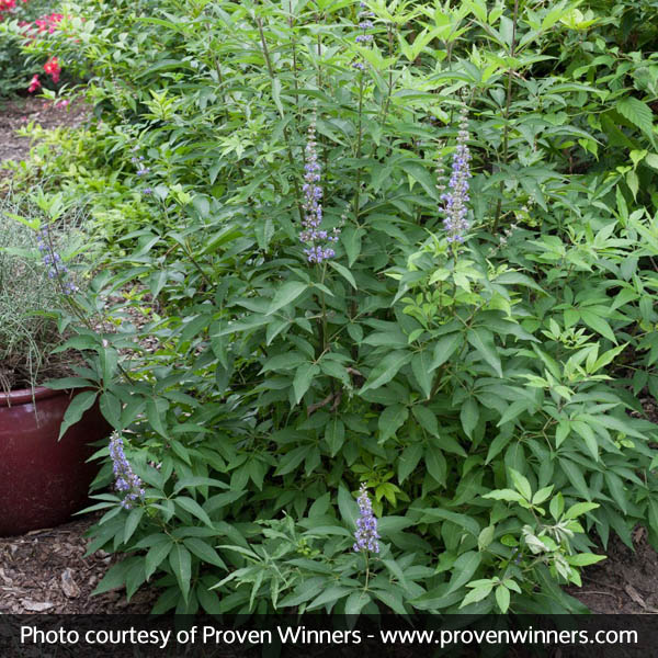 Blue Diddley® Chaste Tree - Image 3