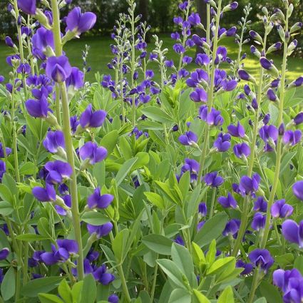 Blue False Indigo - Image 3