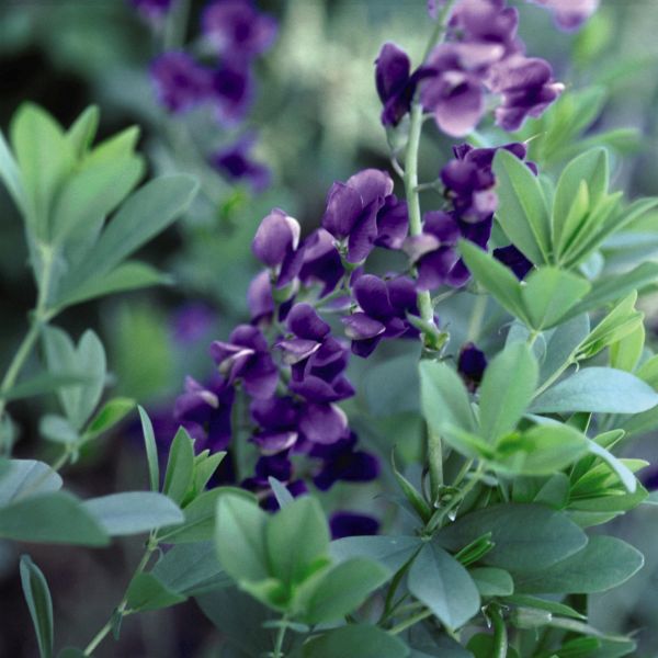 Blue False Indigo - Image 4
