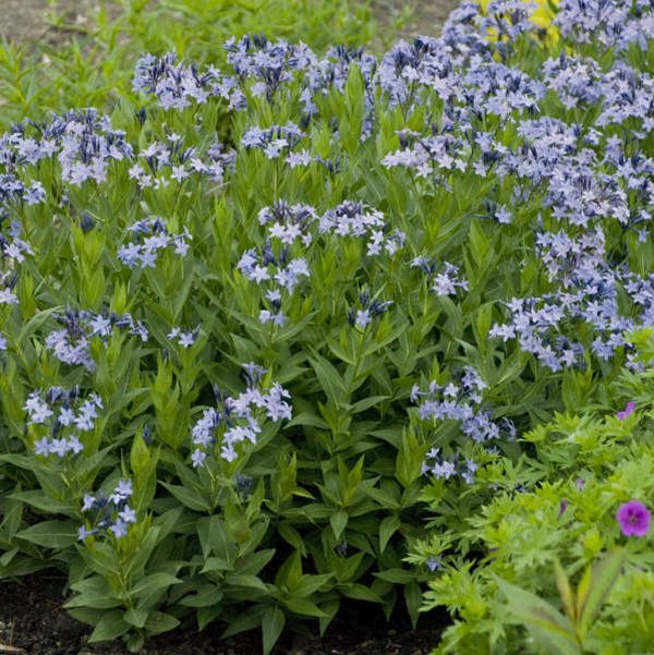 Blue Ice Amsonia - Image 5