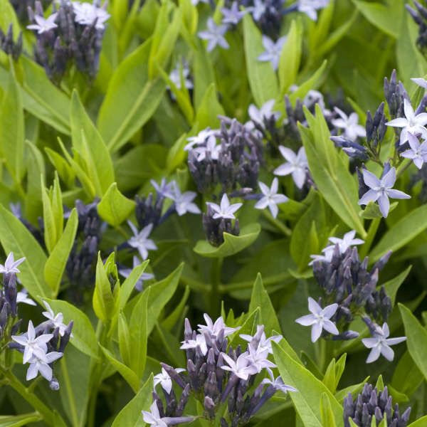 Blue Ice Amsonia - Image 3