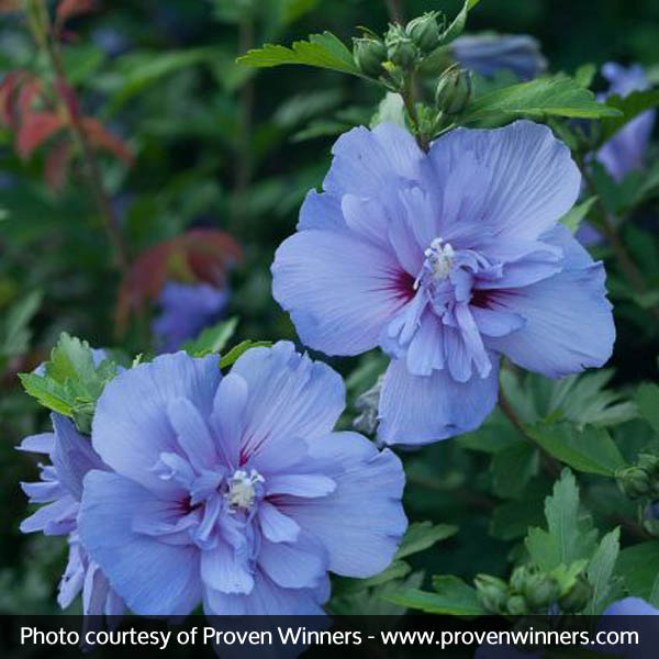Blue Chiffon® Rose of Sharon - Image 3