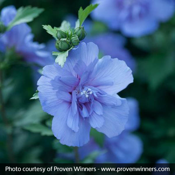 Blue Chiffon® Rose of Sharon - Image 4