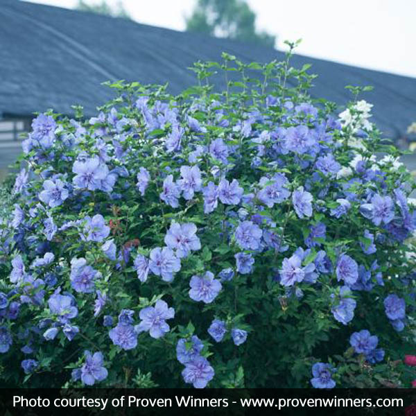 Blue Chiffon® Rose of Sharon
