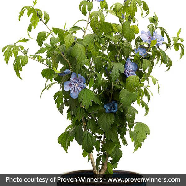 Blue Chiffon® Rose of Sharon - Image 5