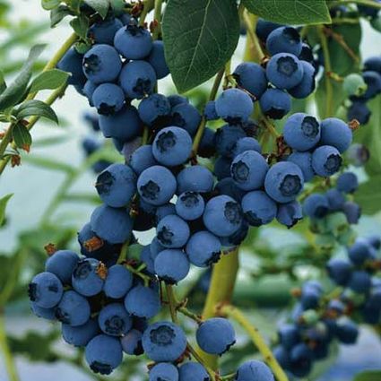 Blueray Blueberry