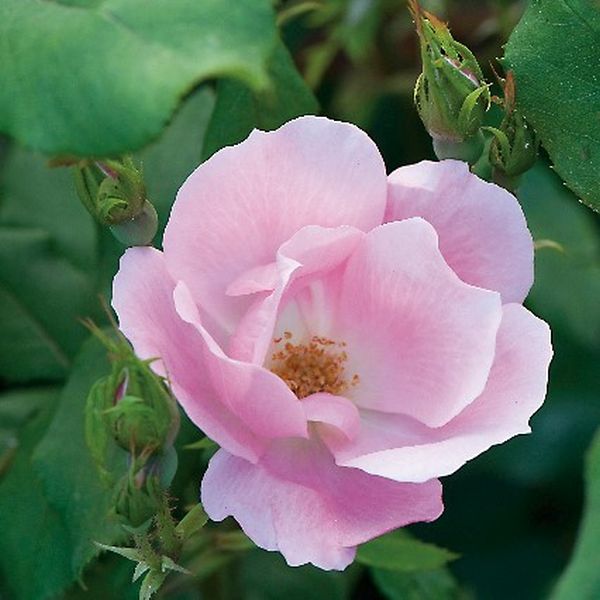 Blushing Knock Out® Rose - Image 2