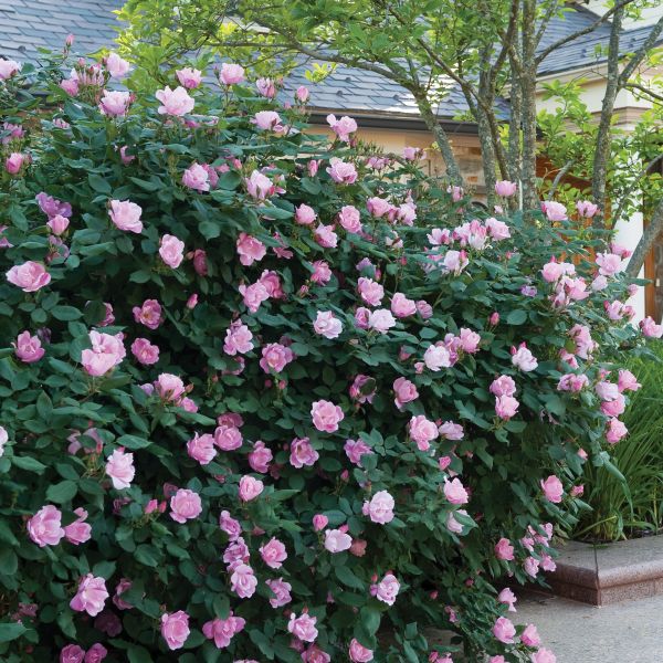Blushing Knock Out® Rose