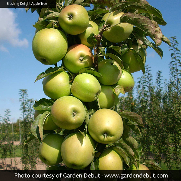 Blushing Delight™ & Golden Treat™ Columnar Urban® Apple Trees Combo