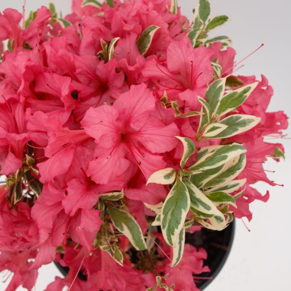 Bollywood® Azalea - Image 5