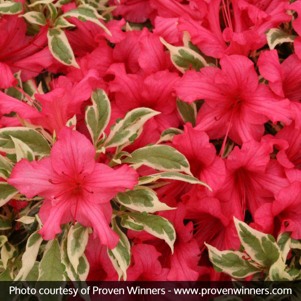 Bollywood® Azalea