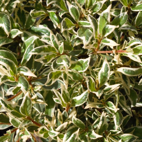 Bollywood® Azalea - Image 3