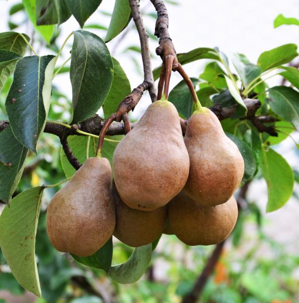 Bosc Pear