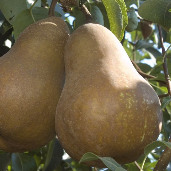 Bosc Pear - Image 3
