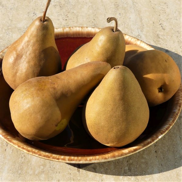 Bosc Pear - Image 4