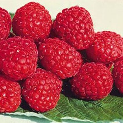 Boyne Raspberry - Image 5