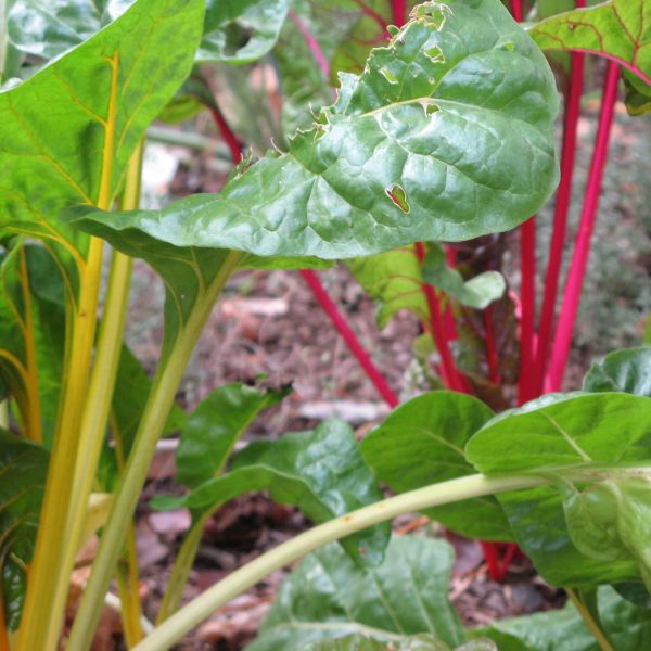 Bright Lights Swiss Chard - Image 3