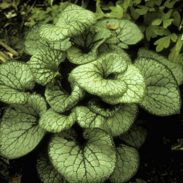 Jack Frost Brunnera - Image 5