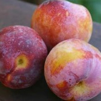Burbank Plum Tree - Image 4