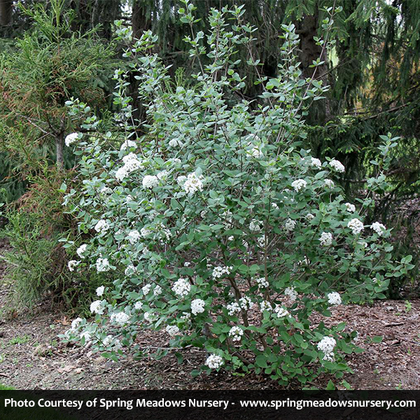 Burkwood Viburnum - Image 3