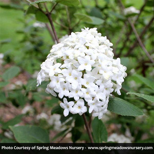 Burkwood Viburnum