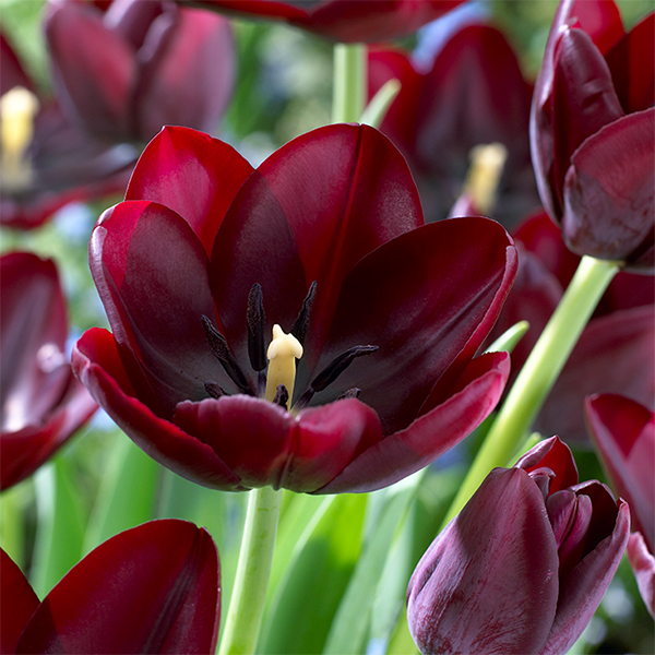 Cafe Noir Tulip