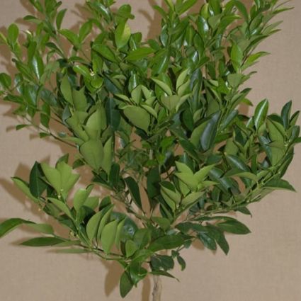 Calamondin Orange Tree - Image 5