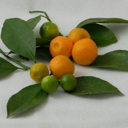 Calamondin Orange Tree - Image 4