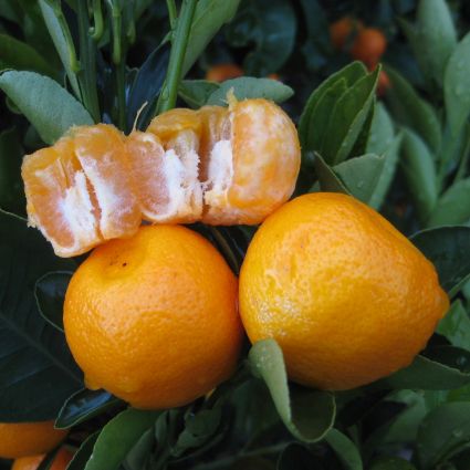 Calamondin Orange Tree
