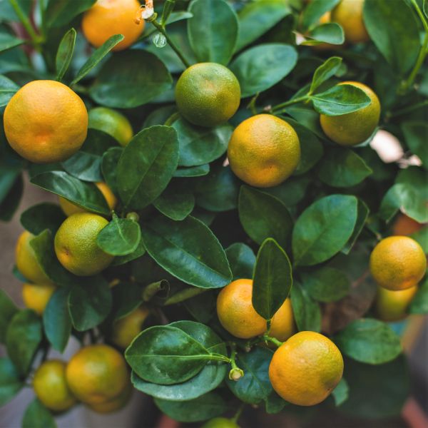 Calamondin Orange Tree - Image 3
