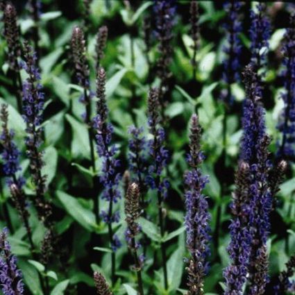 Caradonna Salvia - Image 3