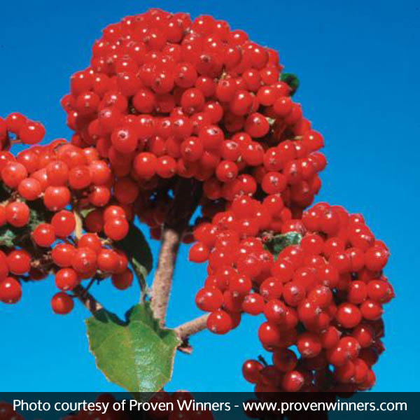 Cardinal Candy® Viburnum - Image 3