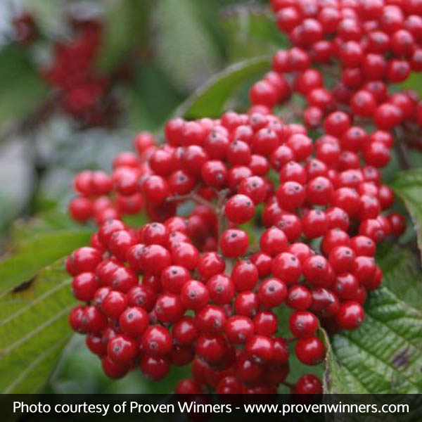 Cardinal Candy® Viburnum